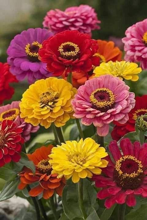 Какие цветы посадить на даче, если у вас много солнца или много тени растение, грунт, стоит, любит, можно, цветы, лучше, почву, высаживать, хорошо, переносит, только, когда, заморозков, требует, нужно, выращивают, цветет, рекомендуется, поэтому