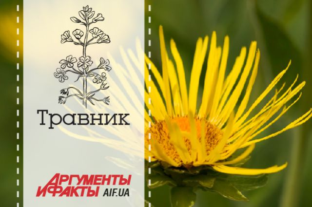 От каких болезней избавит целебный девясил
