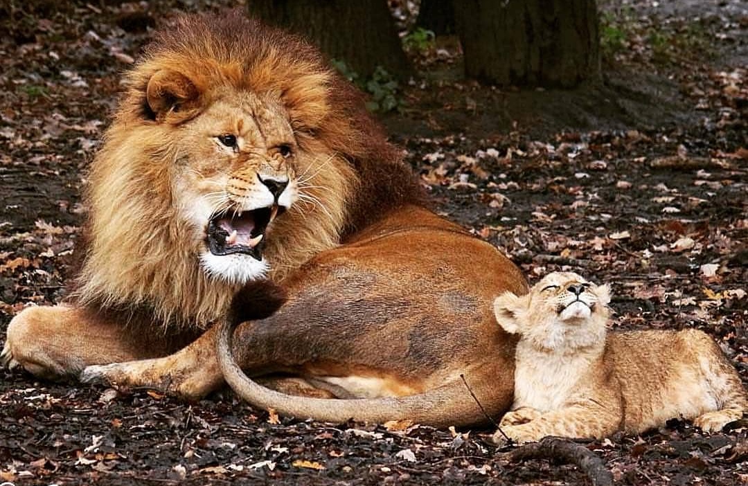 Шикарные и красочные фотографии про животных Шикарные и красочные фотографии про животных