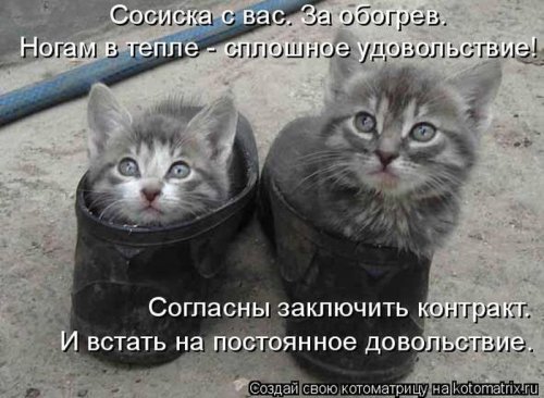 Свежая котоматрица на Бугаге (37 фото)