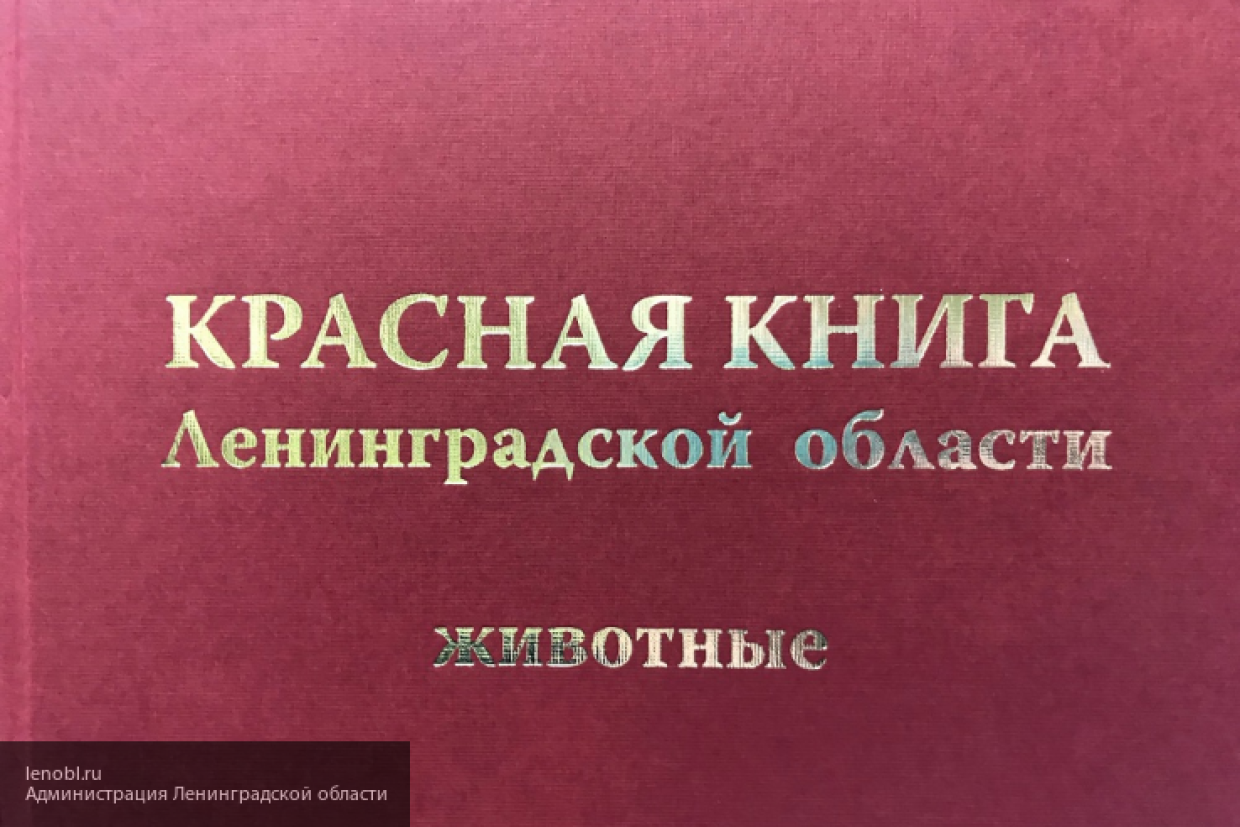 Растения красной книги ленинградской. Красная книга Ленинградской области книга. Красная книга Ленинградской области обложка. Животные красной книги Ленобласти. Красная книга природы Ленинградской области.