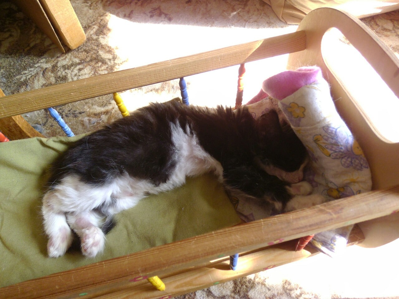 тощая кошка