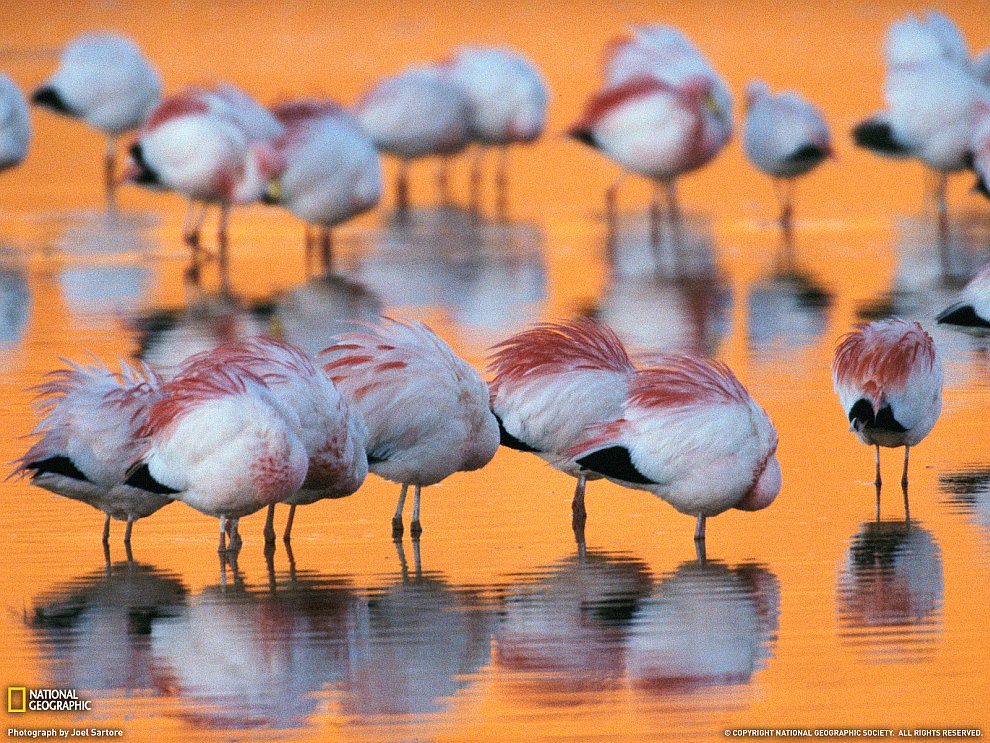 Мигрирующие фламинго