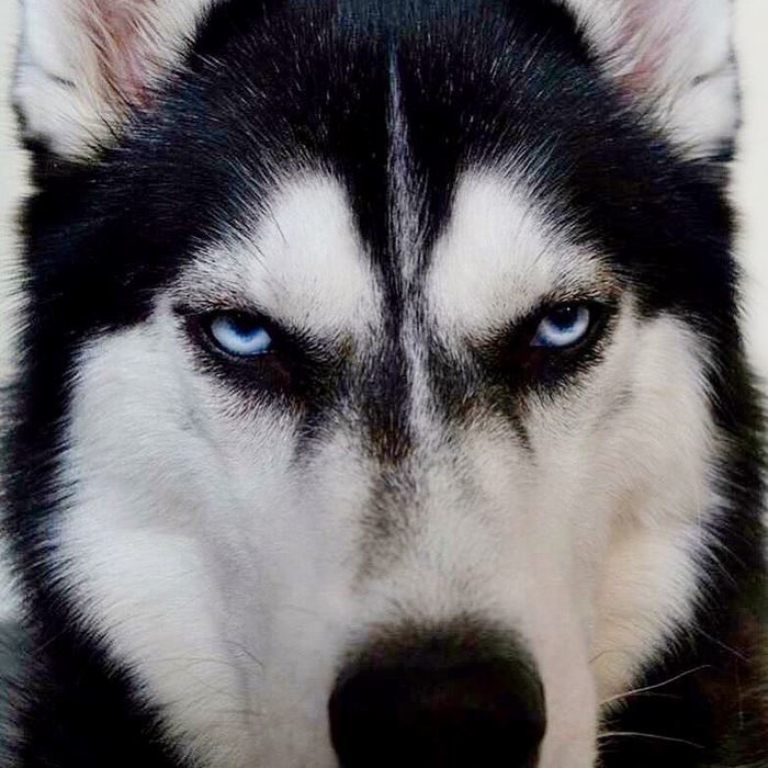 angry-husky-christmas-photoshoot-anuko-10