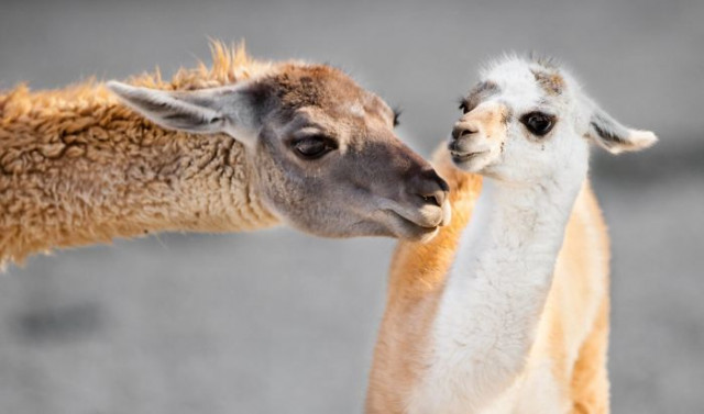 Фотография: От этих фото на душе становится теплей №12 - BigPicture.ru