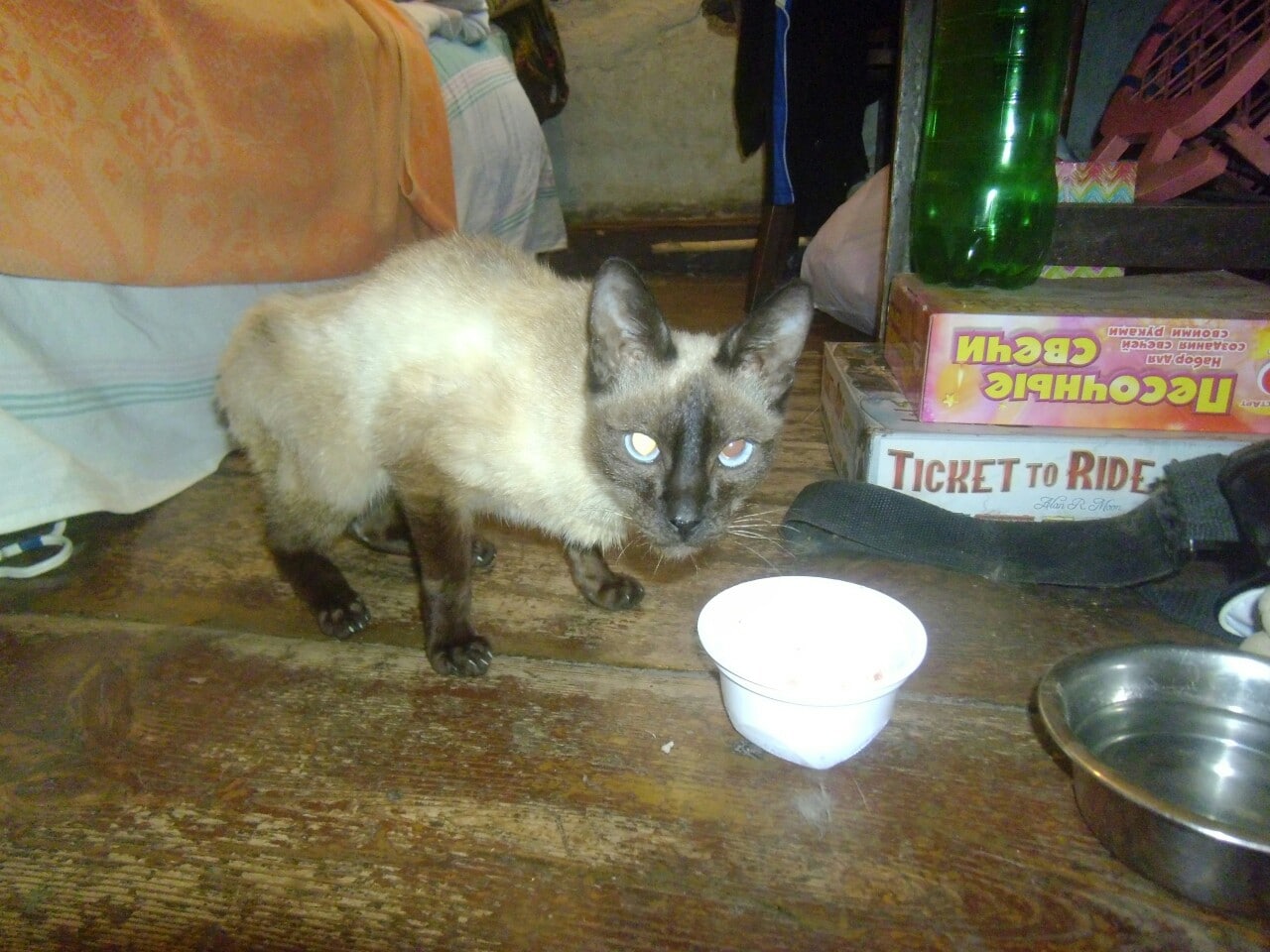 тощая кошка