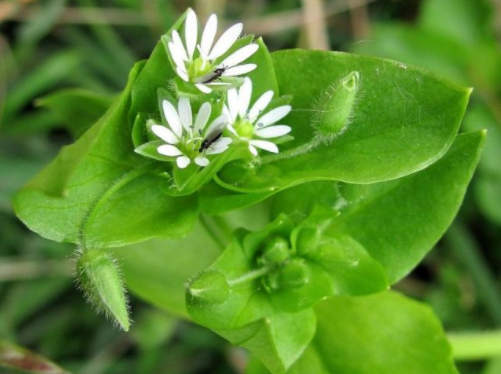 Варикозное расширение вен: 10 рецептов лечения без таблеток и операции