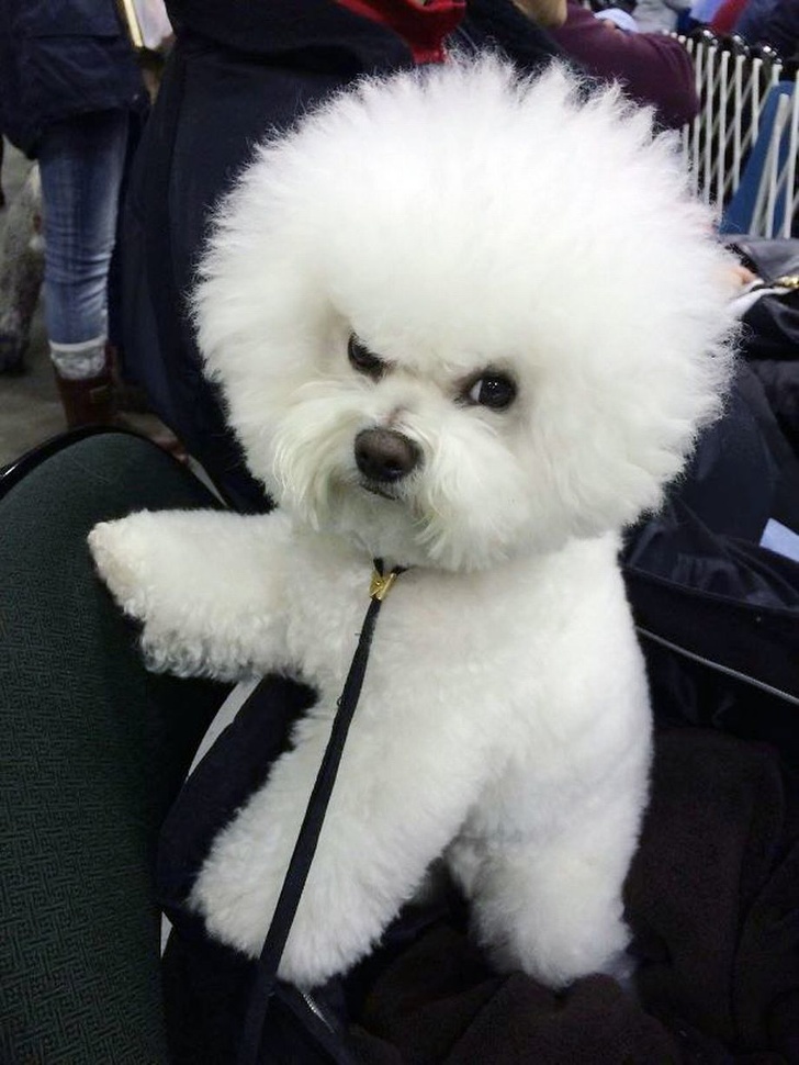 25 животных, которые пытались разозлиться, но заставили нас умилиться вместо этого 25 животных, которые пытались разозлиться, но заставили нас умилиться вместо этого