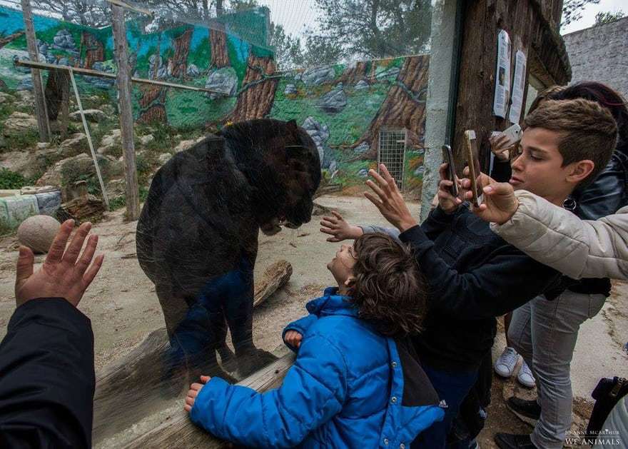 Ягуар в неволе