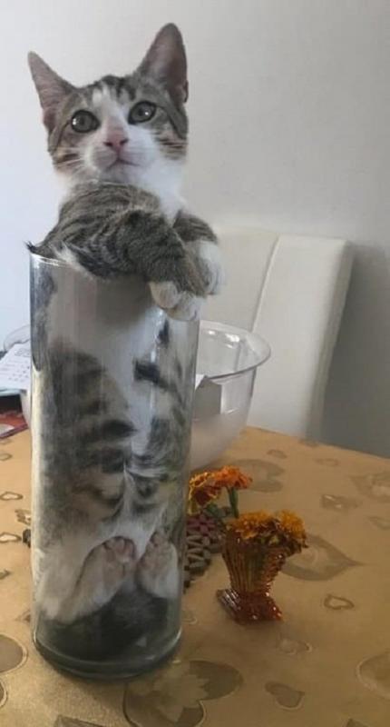 22 доказательства того, что кот - это жидкость