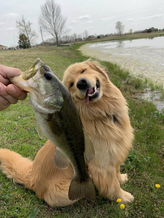 Смешные зверьки 