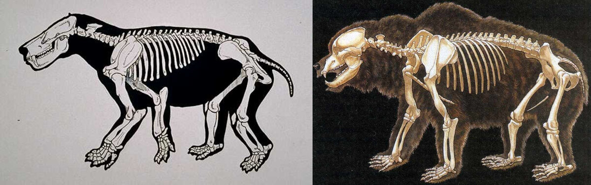Скелет титаноида (слева) и бурого медведя (справа). Обратите внимание на разницу в размерах черепной коробки. Наш герой явно не блистал интеллектом.