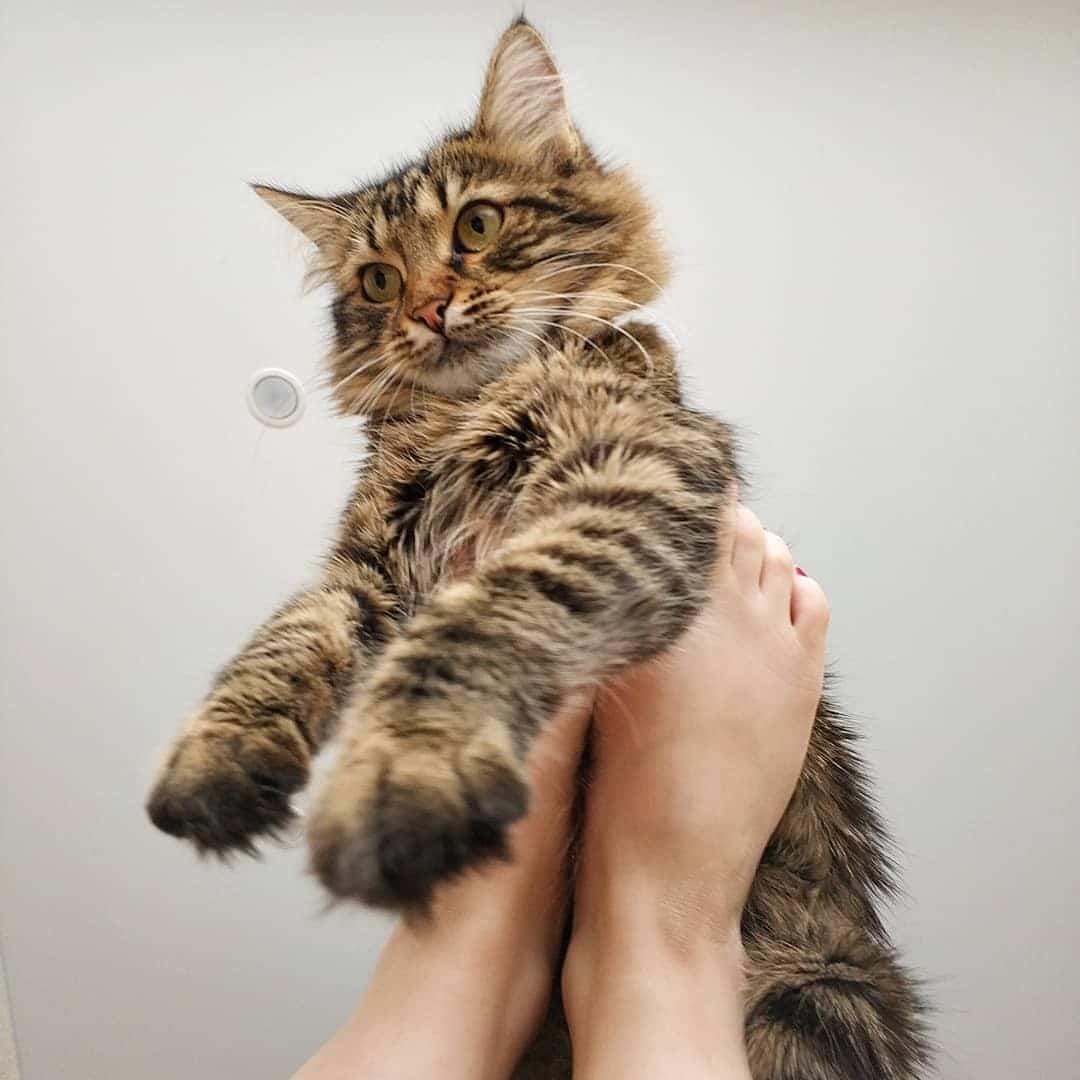 кошка в руках