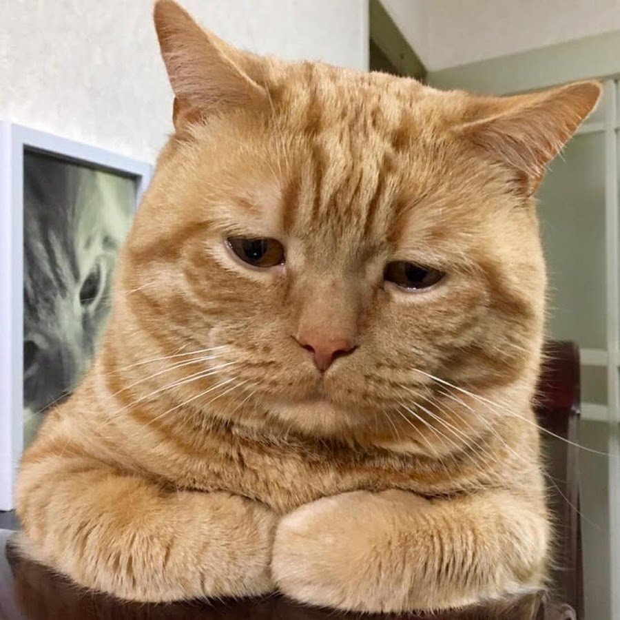 Обиженный кот