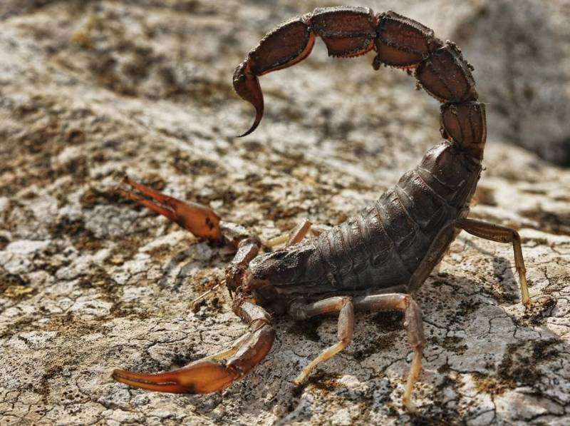 Самые интересные факты о скорпионах