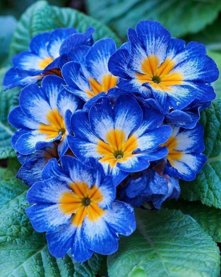 Какие цветы посадить на даче, если у вас много солнца или много тени растение, грунт, стоит, любит, можно, цветы, лучше, почву, высаживать, хорошо, переносит, только, когда, заморозков, требует, нужно, выращивают, цветет, рекомендуется, поэтому