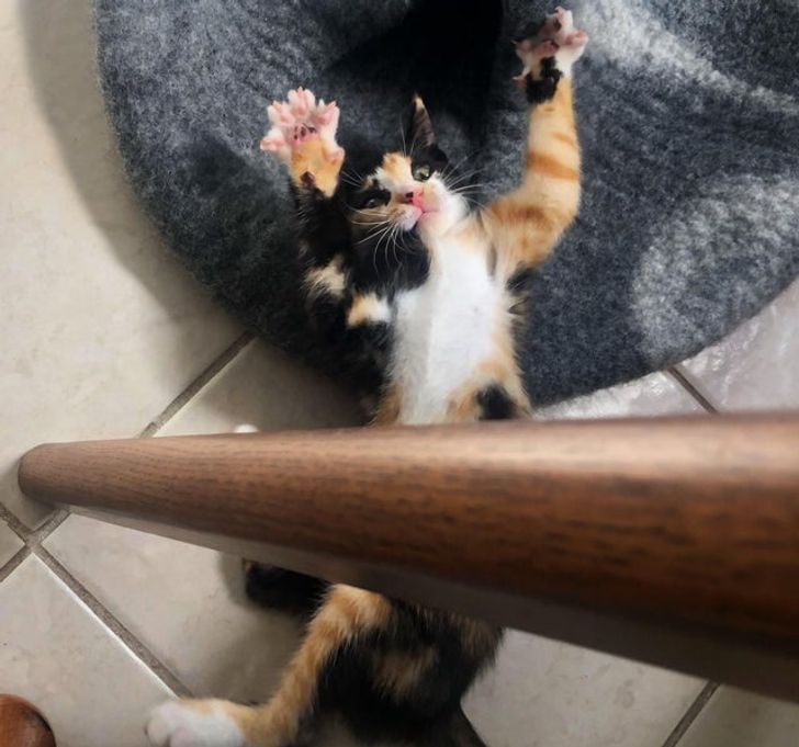 Фотография: 22 котика, в которых внезапно проснулся охотничий инстинкт, но они забыли как это делается №18 - BigPicture.ru