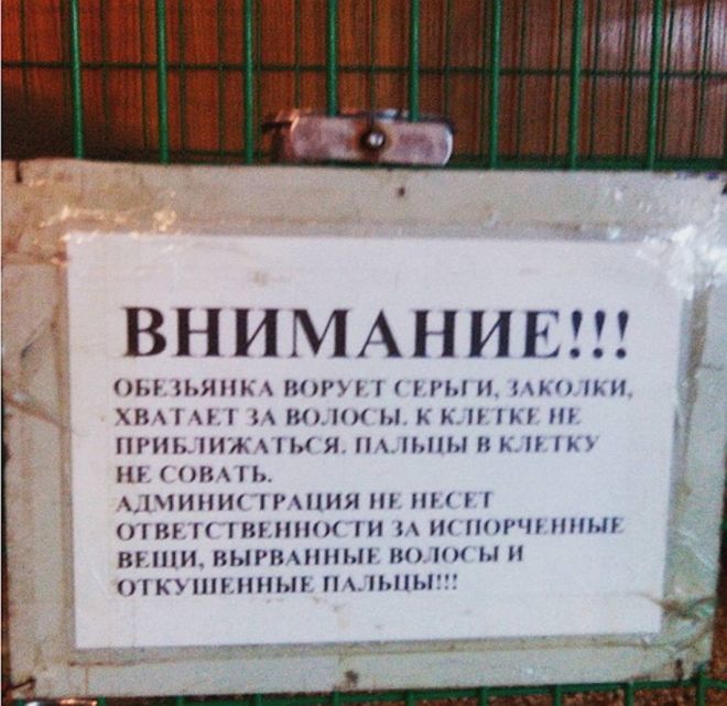 обезьяны