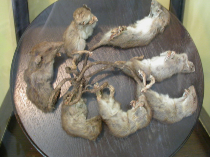 Крысиный король. Крысиный король.