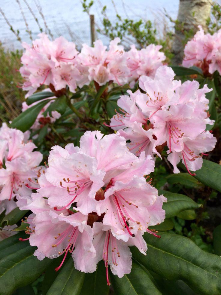 Какие цветы посадить на даче, если у вас много солнца или много тени растение, грунт, стоит, любит, можно, цветы, лучше, почву, высаживать, хорошо, переносит, только, когда, заморозков, требует, нужно, выращивают, цветет, рекомендуется, поэтому