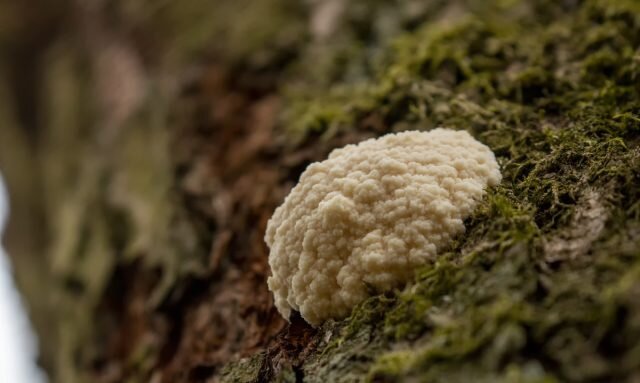 Слизевик ретикулярия дождевик (Reticularia lycoperdon). © Tina Ellegaard Poulsen  
