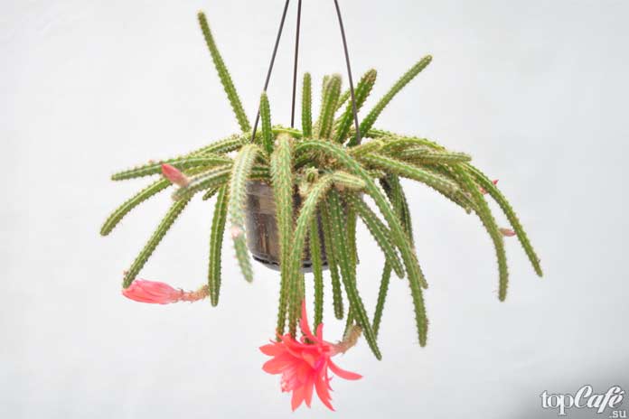 Самые красивые цветущие кактусы: Апорокактус