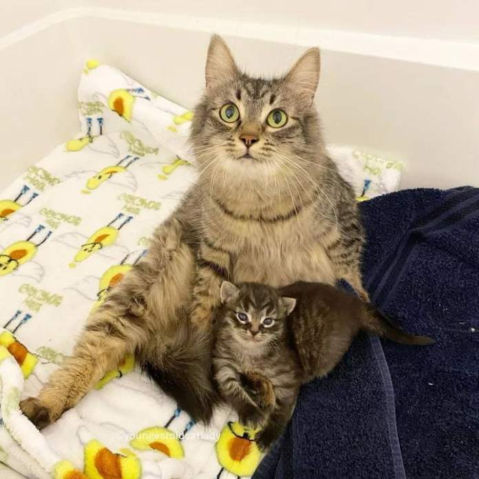 Без кота и жизнь не та
