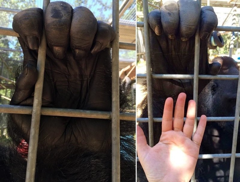 1. Рука гориллы и рука человека в сравнении в мире, животные, люди, размер, разница, фото