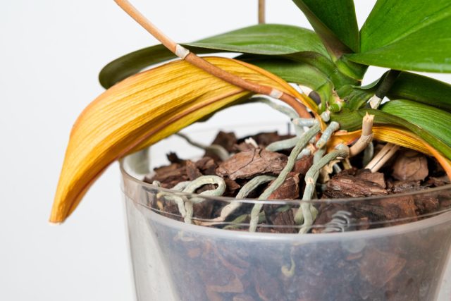 Почему орхидея увядает: 6 частых причин гибели растения комнатные растения,цветоводство