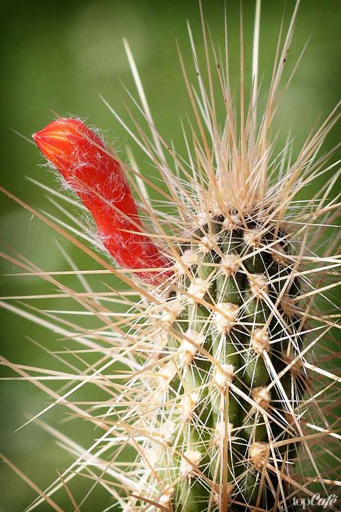 Клейстокактус Штрауса