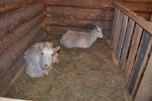 Содержание коз зимой без отопления - это просто в сухом и светлом козовнике.