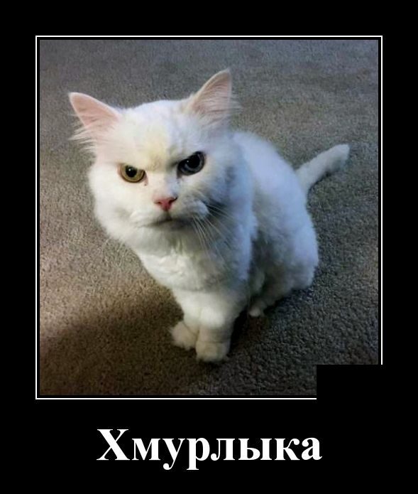 Весёлые картинки в чёрной рамке 