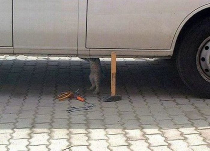 Коты, которые предпочитают необычные места обитания Коты, которые предпочитают необычные места обитания веселые картинки