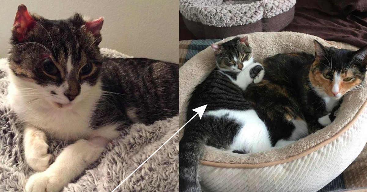 Новосибирские ветеринары заменили протезы кошке Дымке, отморозившей четыре лапки