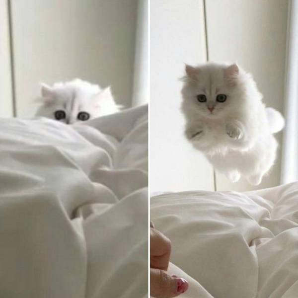 Подборка прикольных картинок  приколы,смешные картинки,юмор