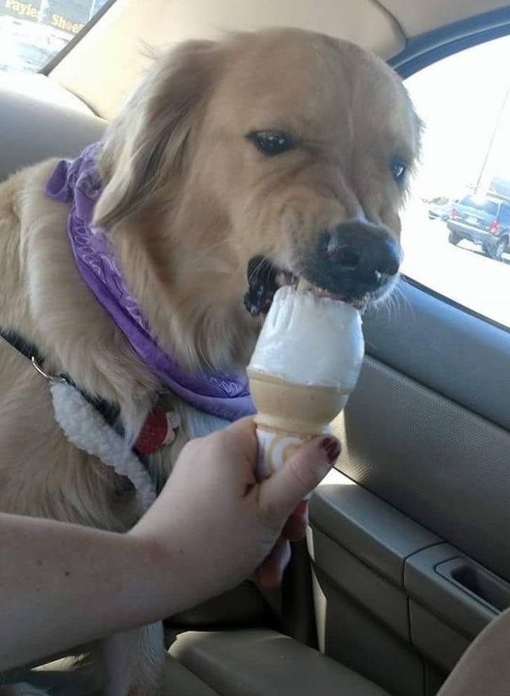 25 животных, которые пытались разозлиться, но заставили нас умилиться вместо этого 25 животных, которые пытались разозлиться, но заставили нас умилиться вместо этого