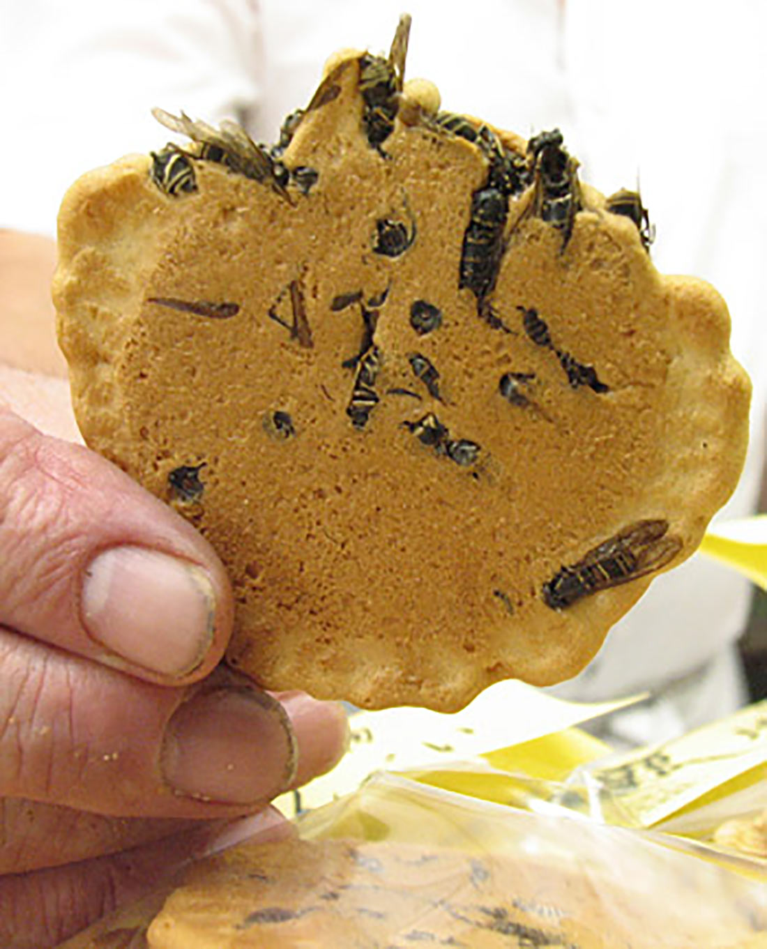 Печенье с осами — одна из самых необычных сладостей в мире печенье с осами,традиции,экзотика,япония