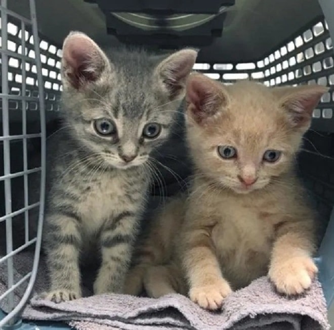 Котята в переноске