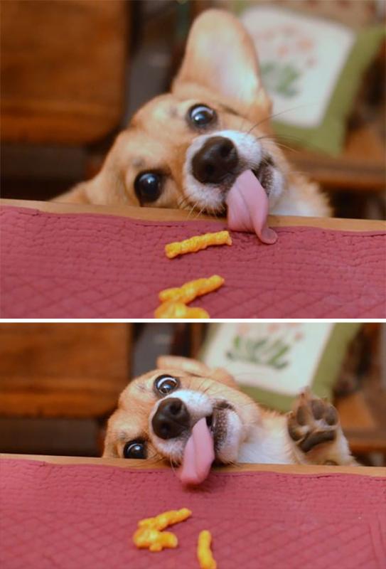 О том, как собаки умеют выпрашивать еду )) веселые картинки