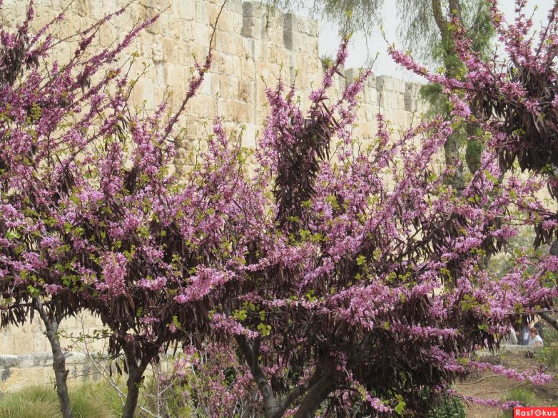 Израиль — страна-пустыня? Нет, страна-сад!