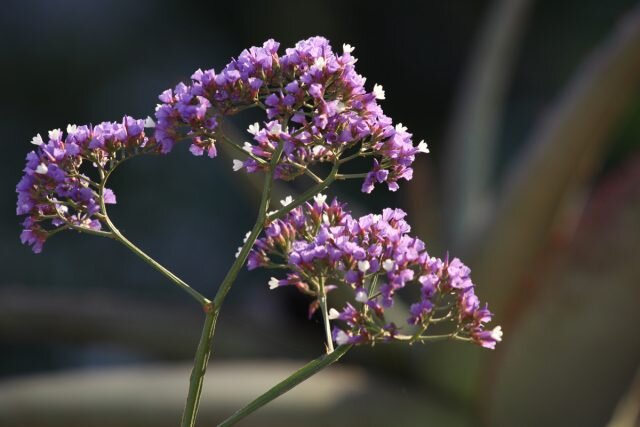 Статица (Limonium). © thegardener  
