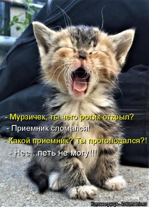 Лучшая котоматрица недели  