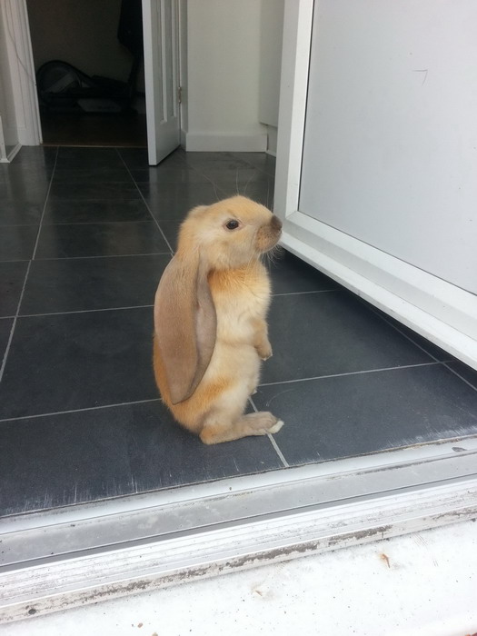 Смешные зверьки 