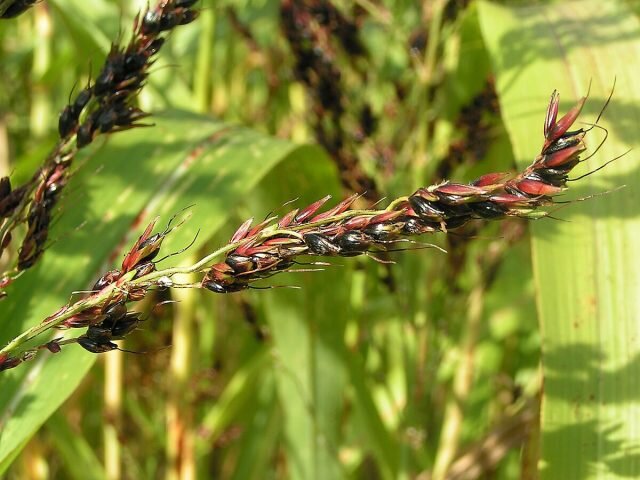 Сорго двуцветное (Sorghum bicolor). © wikimedia  
