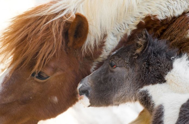 Фотография: От этих фото на душе становится теплей №5 - BigPicture.ru