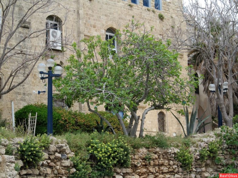 Израиль — страна-пустыня? Нет, страна-сад! Израиль — страна-пустыня? Нет, страна-сад!