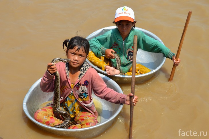Жизнь в окружении воды Жизнь в окружении воды жизнь,интересное,общество