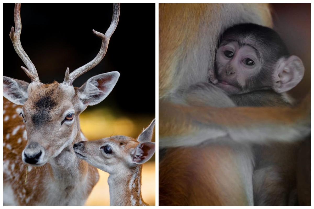 Фотография: От этих фото на душе становится теплей №1 - BigPicture.ru