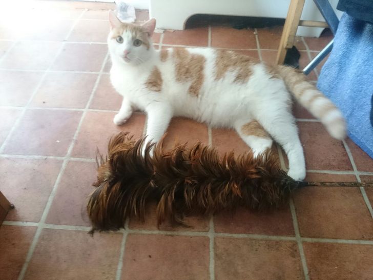 Фотография: 22 котика, в которых внезапно проснулся охотничий инстинкт, но они забыли как это делается №17 - BigPicture.ru