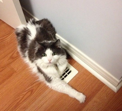 20 кошек, которые живут полной жизнью 20 кошек, которые живут полной жизнью